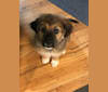 Brody, a German Shepherd Dog and Boxer mix tested with EmbarkVet.com