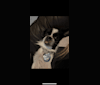 Rudy, an American Village Dog tested with EmbarkVet.com