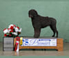 Oscar, a Portuguese Water Dog tested with EmbarkVet.com