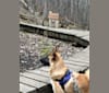 Chopper, a Norwegian Elkhound and German Shepherd Dog mix tested with EmbarkVet.com
