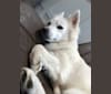 CANDY, an American Eskimo Dog tested with EmbarkVet.com