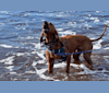 Tanner, a Redbone Coonhound tested with EmbarkVet.com