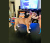 Saber, a Chihuahua tested with EmbarkVet.com