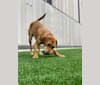 Duke, an American Pit Bull Terrier and American English Coonhound mix tested with EmbarkVet.com