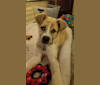 Wyatt "Murderbot" Wolf-Hauser, a Great Pyrenees and Anatolian Shepherd Dog mix tested with EmbarkVet.com