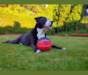 Photo of Kona, an American Bully, Bernese Mountain Dog, and Labrador Retriever mix in Mission, British Columbia, Canada
