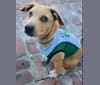 Photo of Marshall, a Beagle, Chow Chow, Boxer, and Mixed mix in Shreveport, LA, USA