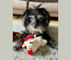 Brady, a Chihuahua and Poodle (Small) mix tested with EmbarkVet.com