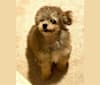 Hatch Simba Tiny Flash, a Poodle (Small) tested with EmbarkVet.com