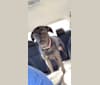 Beckham, a Labrador Retriever and American Pit Bull Terrier mix tested with EmbarkVet.com