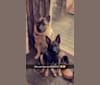Brutus, a Norwegian Elkhound tested with EmbarkVet.com