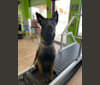Roux, a Belgian Shepherd tested with EmbarkVet.com