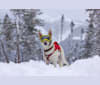 Kenaï, a German Shepherd Dog and Labrador Retriever mix tested with EmbarkVet.com