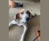 Clooney, a Treeing Walker Coonhound tested with EmbarkVet.com