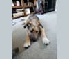 Bobo, a Poodle (Small) and German Shepherd Dog mix tested with EmbarkVet.com