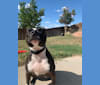 Photo of Rebel, an American Staffordshire Terrier  in Minnesota, USA