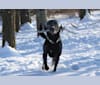 Curiosity Blue, a Labrador Retriever and Australian Shepherd mix tested with EmbarkVet.com
