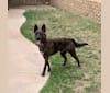 Photo of INU, an American Pit Bull Terrier, German Shepherd Dog, Labrador Retriever, and Mixed mix in San Bernardino, California, USA