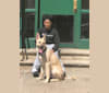 Duke, a German Shepherd Dog and Norwegian Elkhound mix tested with EmbarkVet.com