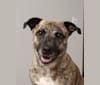 Daisy, an American Pit Bull Terrier and Australian Cattle Dog mix tested with EmbarkVet.com