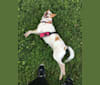 Ginger, an Australian Cattle Dog and German Shepherd Dog mix tested with EmbarkVet.com