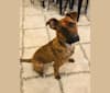 Cal, a German Shepherd Dog and Boxer mix tested with EmbarkVet.com