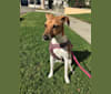 Maya, a Russell-type Terrier tested with EmbarkVet.com