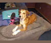Rosa, an American Foxhound and Labrador Retriever mix tested with EmbarkVet.com
