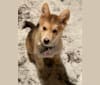 Photo of Bella, an Alaskan Malamute, Siberian Husky, German Shepherd Dog, and Mixed mix in Newfoundland and Labrador, Canada