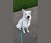Odie, a German Shepherd Dog and Siberian Husky mix tested with EmbarkVet.com