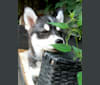 Pomsky Bandits Bandit, a Pomeranian and Siberian Husky mix tested with EmbarkVet.com
