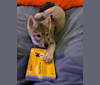 Nikita a dog tested with EmbarkVet.com