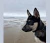 Maya, a Siberian Husky and German Shepherd Dog mix tested with EmbarkVet.com