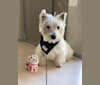 Niko, a West Highland White Terrier tested with EmbarkVet.com
