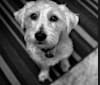 Laika, a Shih Tzu and Yorkshire Terrier mix tested with EmbarkVet.com