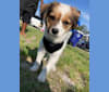 Photo of Buddy French, a Chihuahua, Russell-type Terrier, Poodle (Small), and Shih Tzu mix in Panama City, Florida, USA
