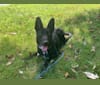 Morgan, a German Shepherd Dog and Siberian Husky mix tested with EmbarkVet.com