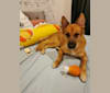 Enzo, a Southeast Asian Village Dog tested with EmbarkVet.com