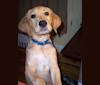 Buckley, a Brittany and Labrador Retriever mix tested with EmbarkVet.com