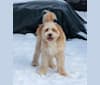 Photo of Leo, a Beagle, Golden Retriever, Labrador Retriever, Pug, and Australian Shepherd mix in Nashville, Tennessee, USA