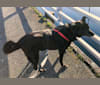 Mulder, a German Shepherd Dog and Labrador Retriever mix tested with EmbarkVet.com