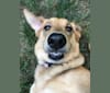 Bayley, a German Shepherd Dog and Golden Retriever mix tested with EmbarkVet.com