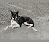 Photo of Zoey, an Australian Cattle Dog, Australian Shepherd, and Chesapeake Bay Retriever mix in Idaho, USA