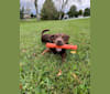 Bear, an American Pit Bull Terrier and Labrador Retriever mix tested with EmbarkVet.com