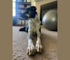 Photo of Shiloh, an Australian Cattle Dog, Australian Shepherd, and German Shepherd Dog mix in Westminster, Colorado, USA