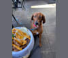 Photo of Georgie, a Redbone Coonhound  in Wausau, Wisconsin, USA
