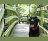 Zuko, a Labrador Retriever tested with EmbarkVet.com