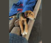 Marley, a Treeing Walker Coonhound and Black and Tan Coonhound mix tested with EmbarkVet.com