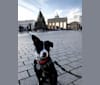 Arlo, an Eastern European Village Dog tested with EmbarkVet.com