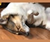 Eko, a Central Asian Village Dog tested with EmbarkVet.com